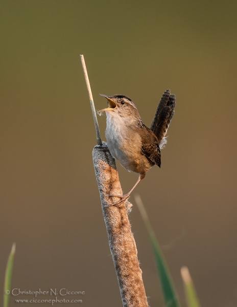 Marsh Wren