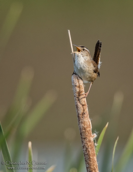 Marsh Wren