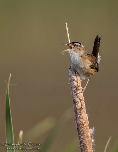 Marsh Wren