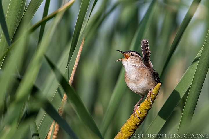 Marsh Wren