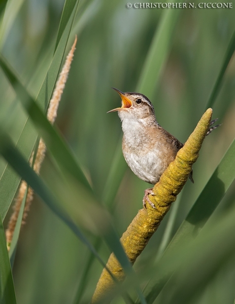 Marsh Wren