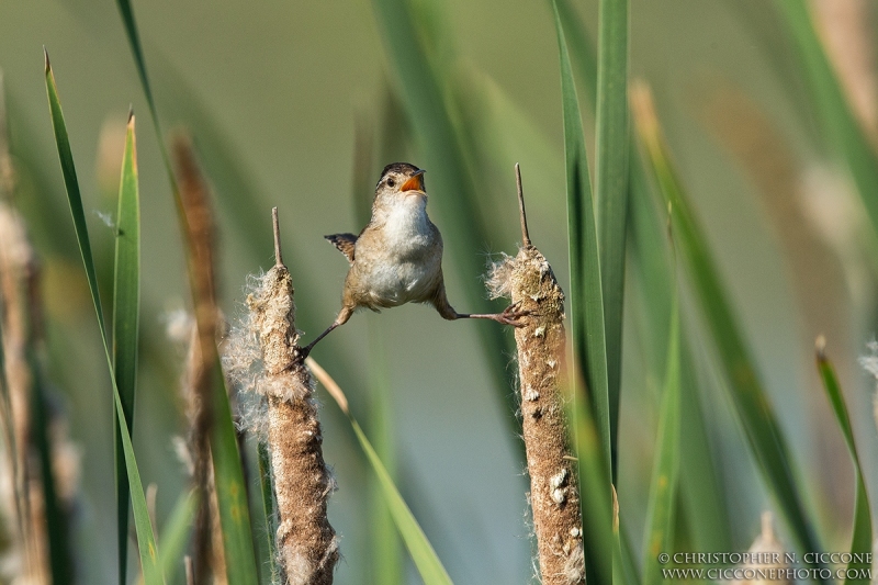 Marsh Wren