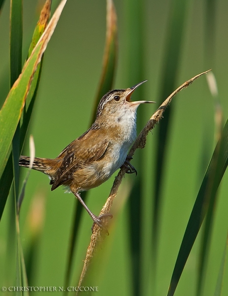 Marsh Wren