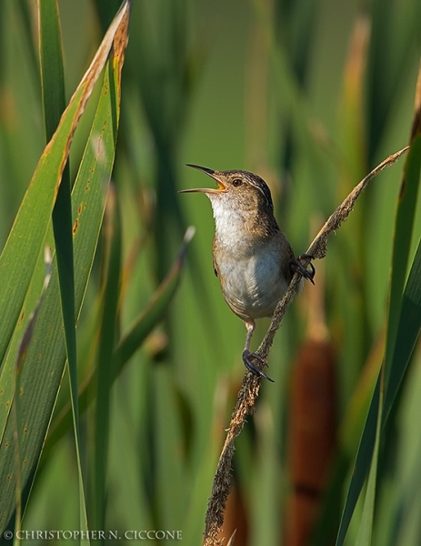 Marsh Wren