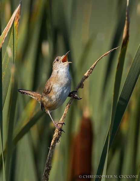 Marsh Wren