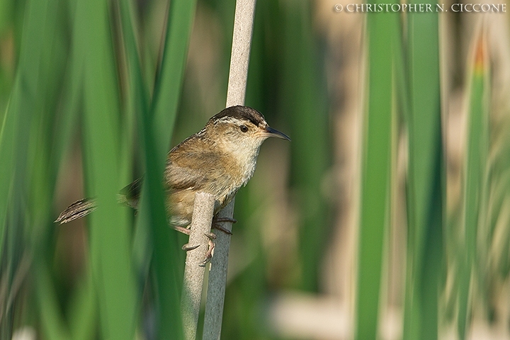 Marsh Wren