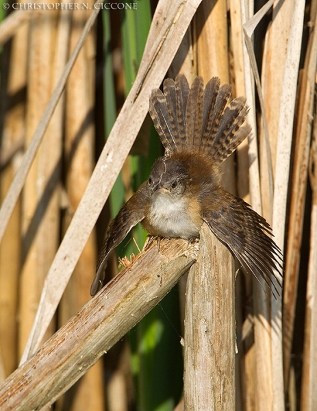 Marsh Wren