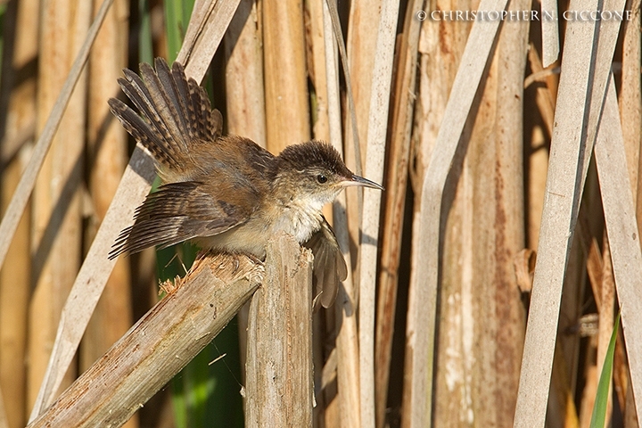 Marsh Wren