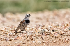 Thick-billed Longspur