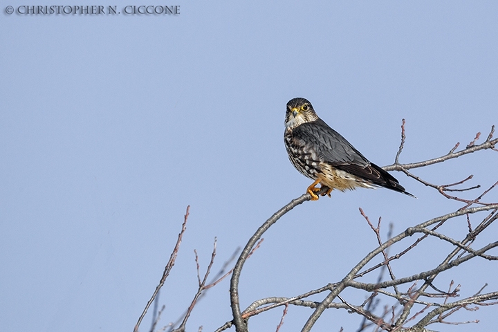 Merlin