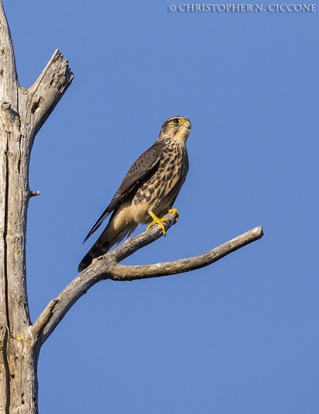 Merlin