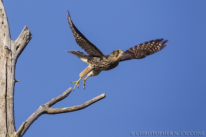 Merlin