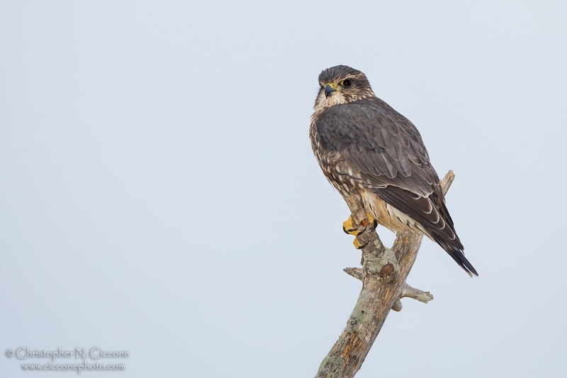 Merlin