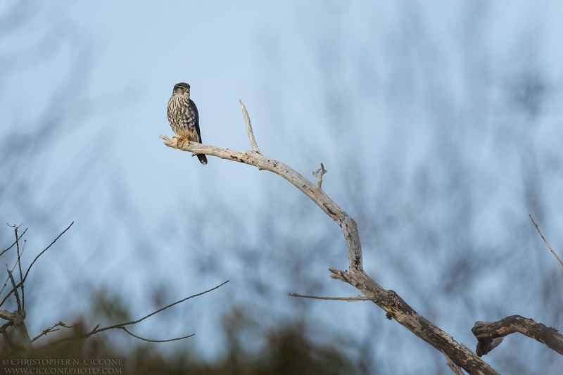 Merlin