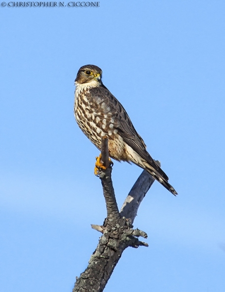 Merlin