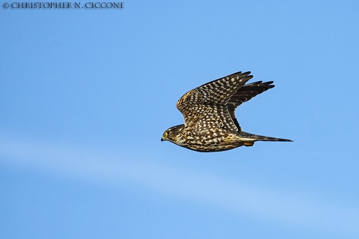 Merlin