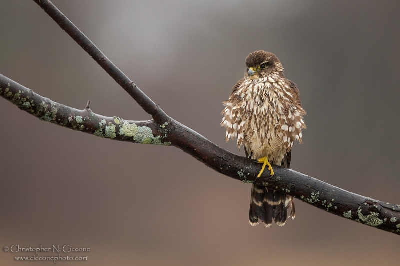 Merlin