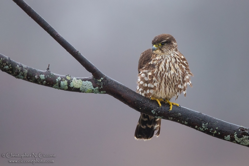 Merlin