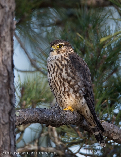 Merlin