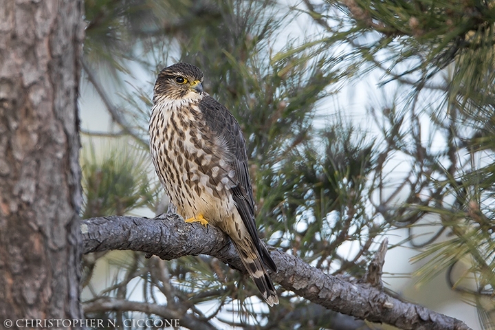 Merlin