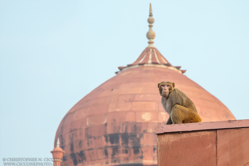 Rhesus Macaque