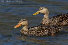 Mottled Duck