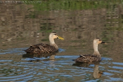 Mottled Duck