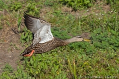 Mottled Duck