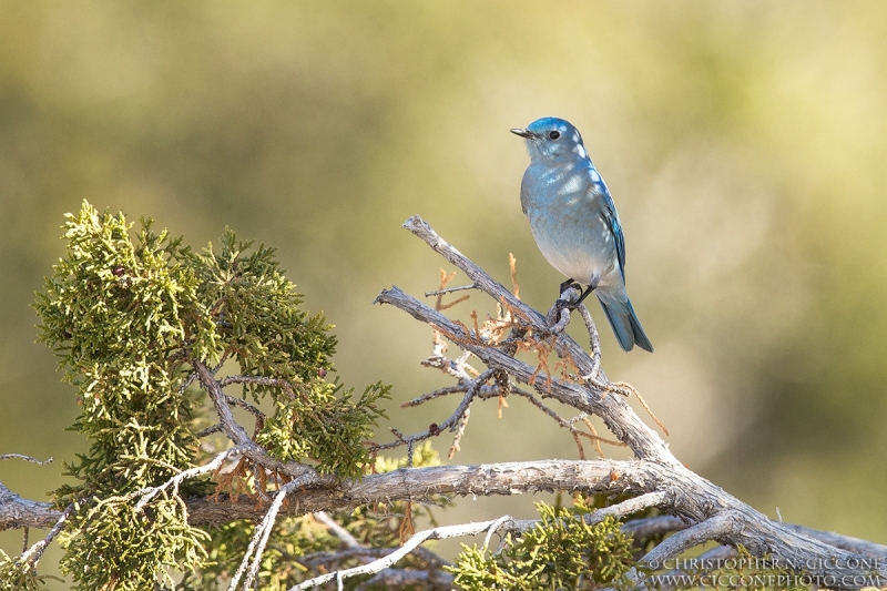 Mountain Bluebird