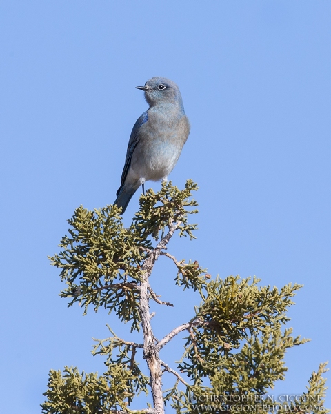 Mountain Bluebird