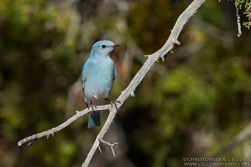 Mountain Bluebird