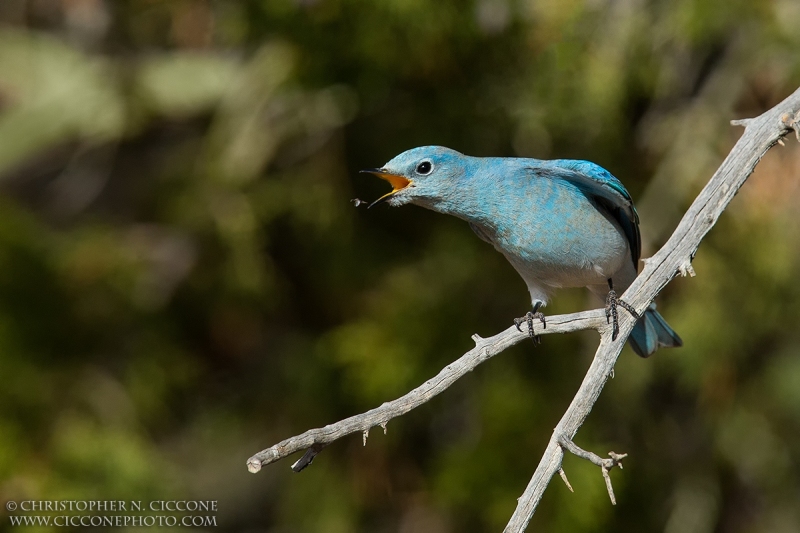 Mountain Bluebird