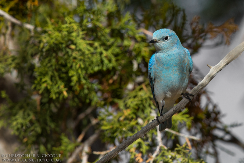 Mountain Bluebird