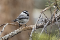 Mountain Chickadee