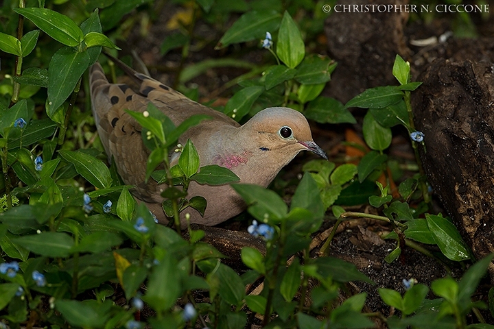 Mourning Dove