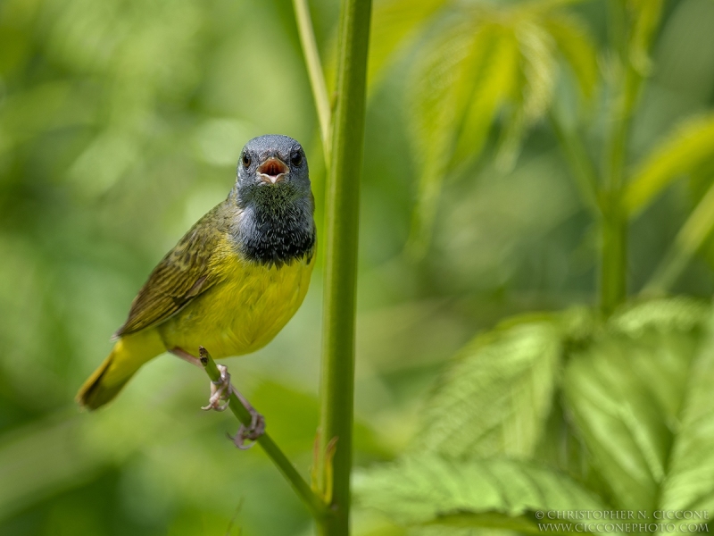 Mourning Warbler