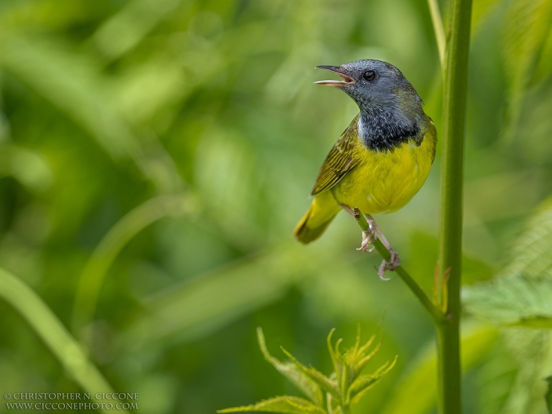 Mourning Warbler