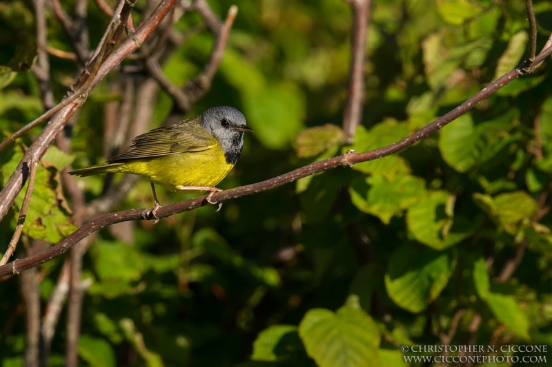 Mourning Warbler