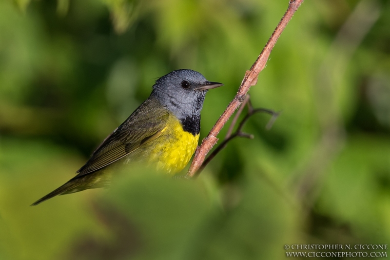 Mourning Warbler