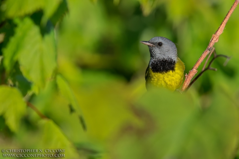 Mourning Warbler