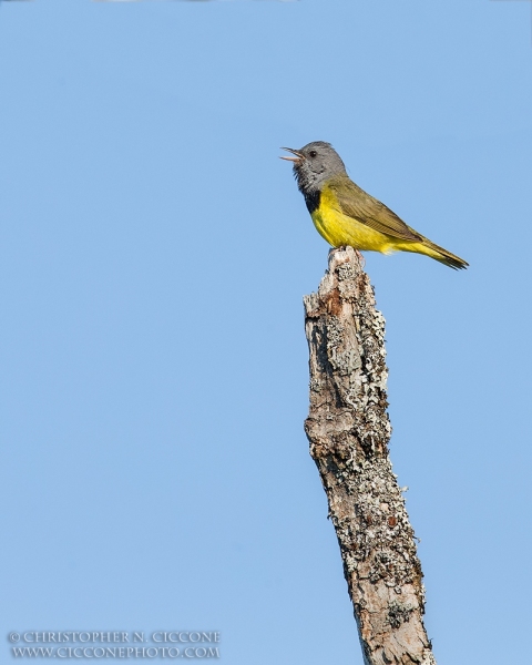 Mourning Warbler