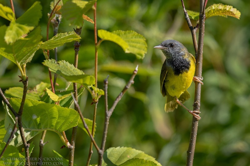 Mourning Warbler