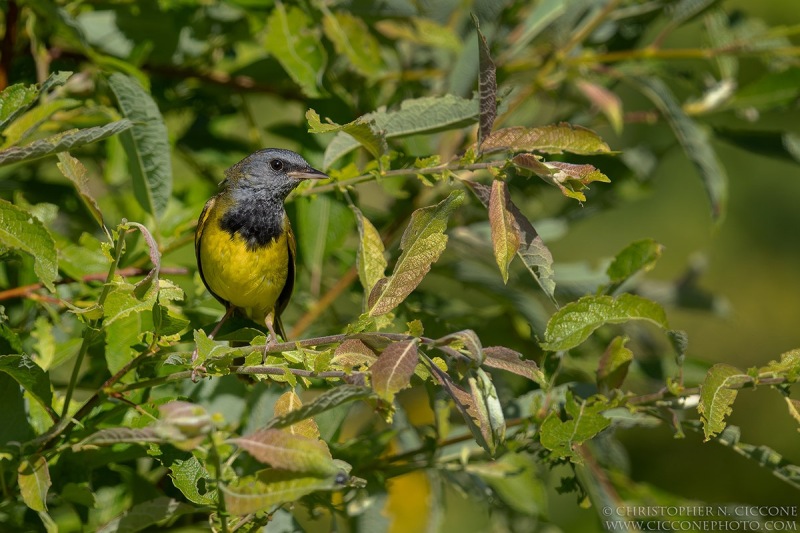 Mourning Warbler