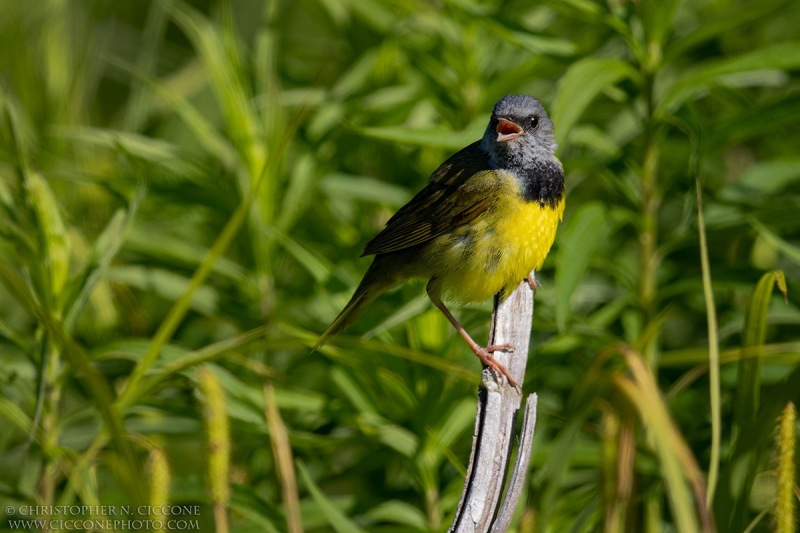 Mourning Warbler