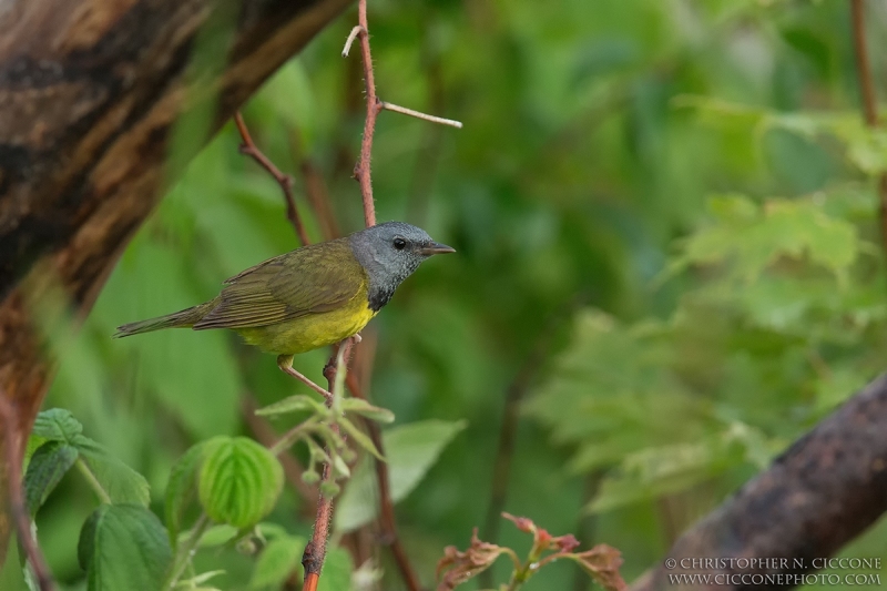 Mourning Warbler