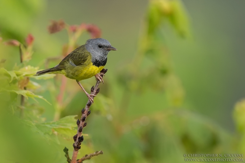 Mourning Warbler