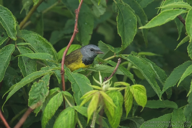 Mourning Warbler