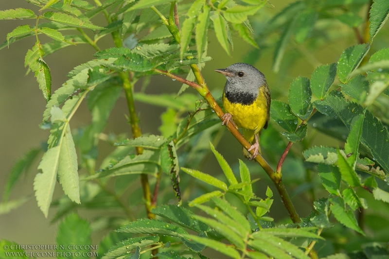 Mourning Warbler