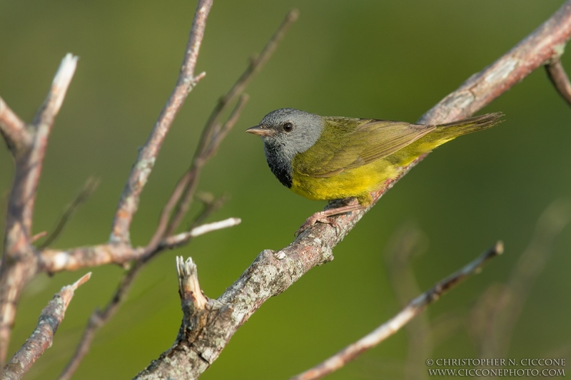 Mourning Warbler