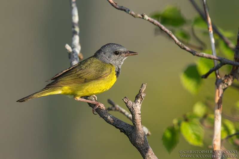 Mourning Warbler